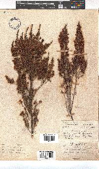 Erica simulans image