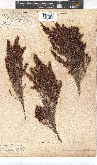 Erica simulans var. tetragona image