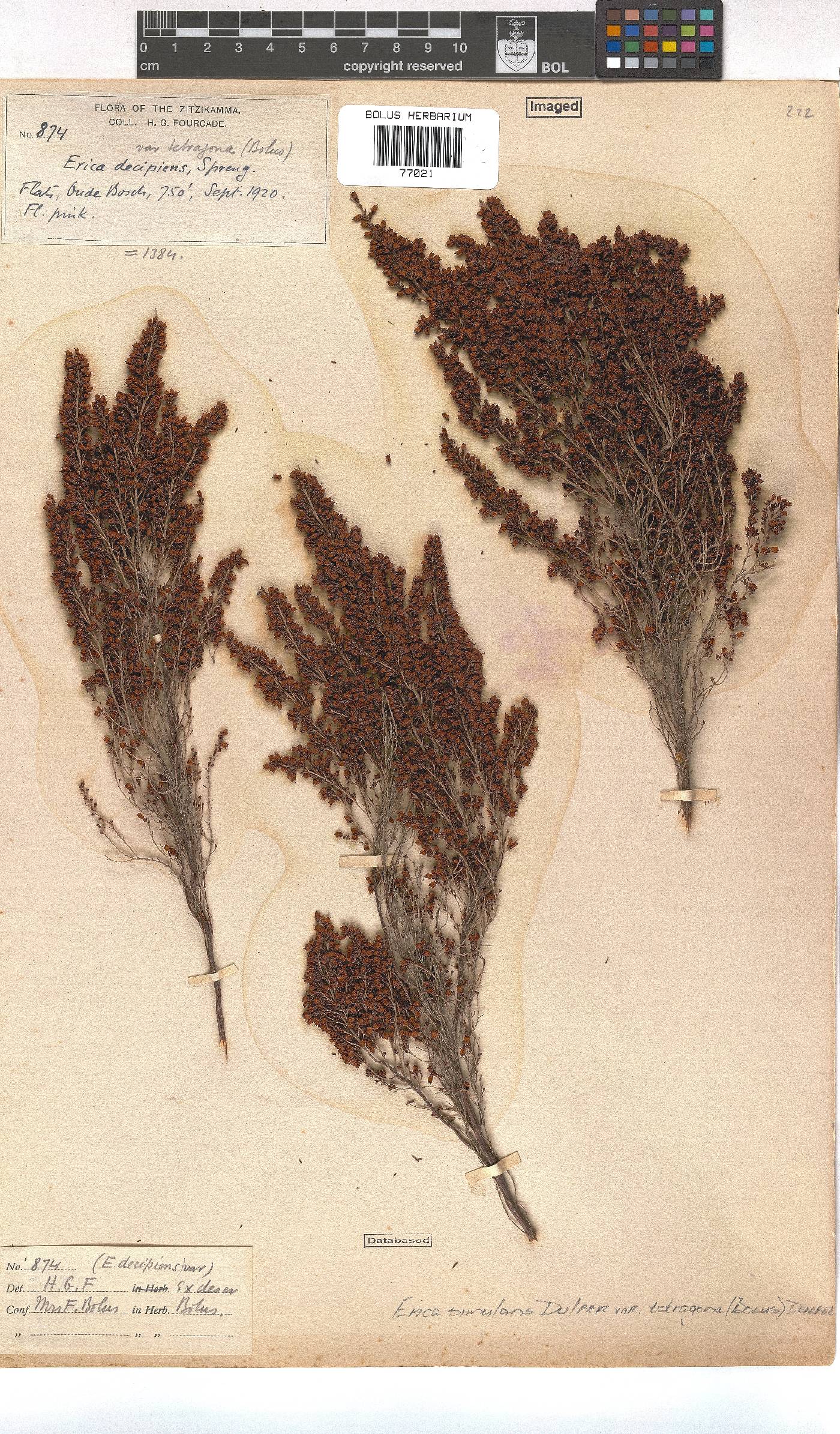 Erica simulans var. tetragona image