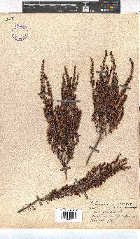 Erica demissa var. crassifolia image