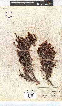 Erica opulenta image