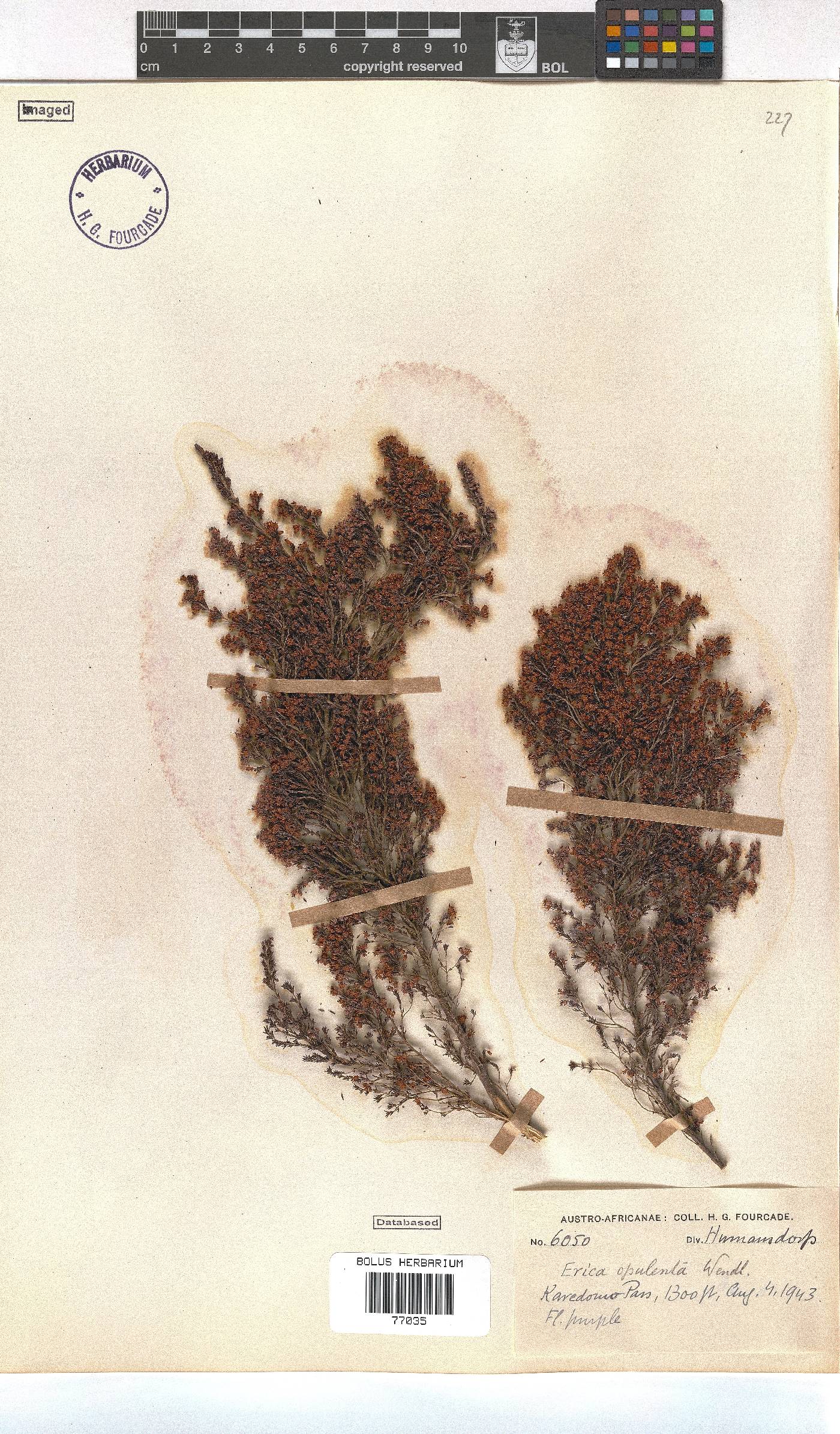 Erica opulenta image