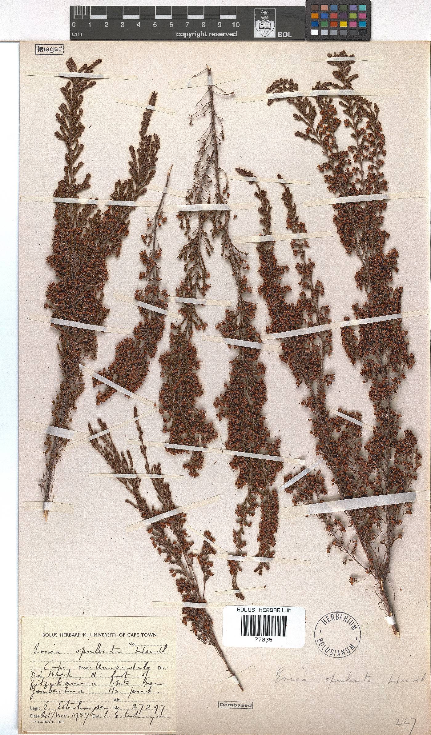 Erica opulenta image