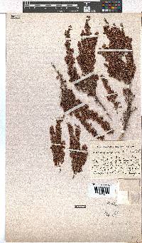 Erica opulenta image