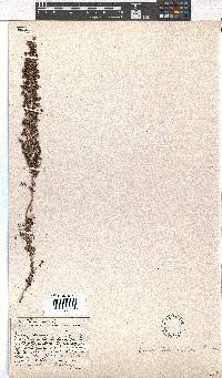 Erica harveyana image