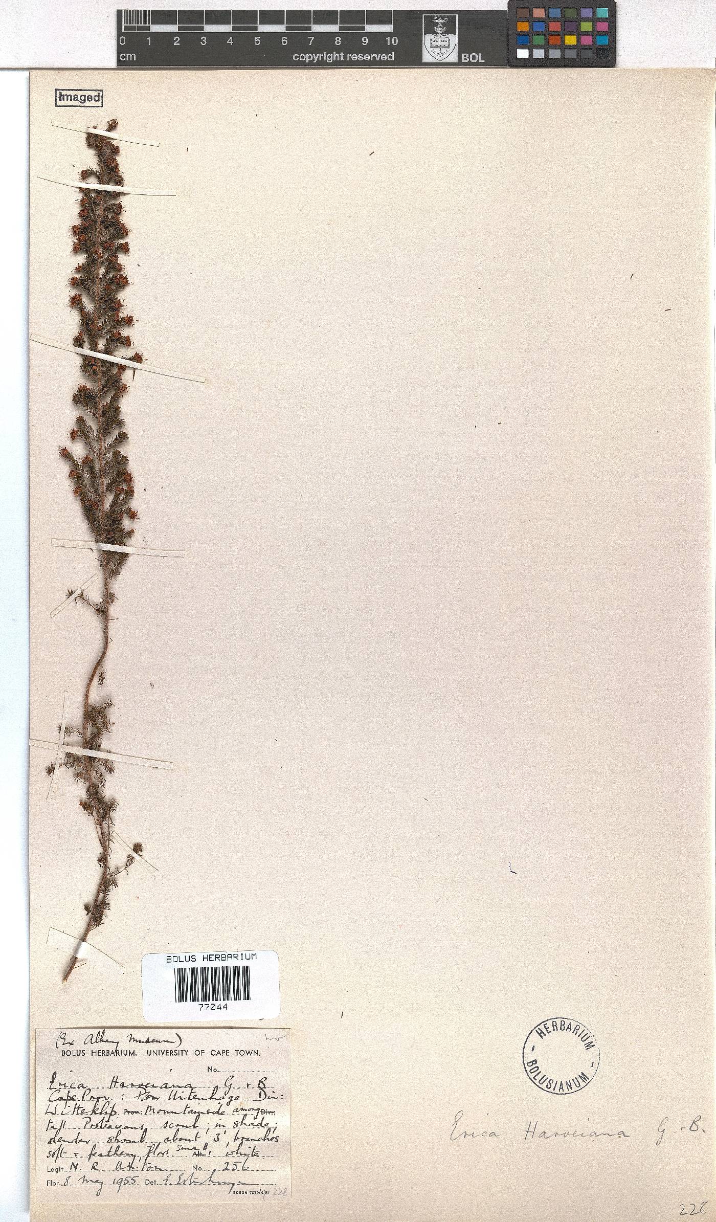 Erica harveyana image