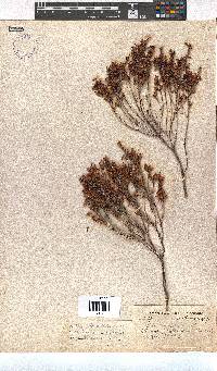 Erica unilateralis image