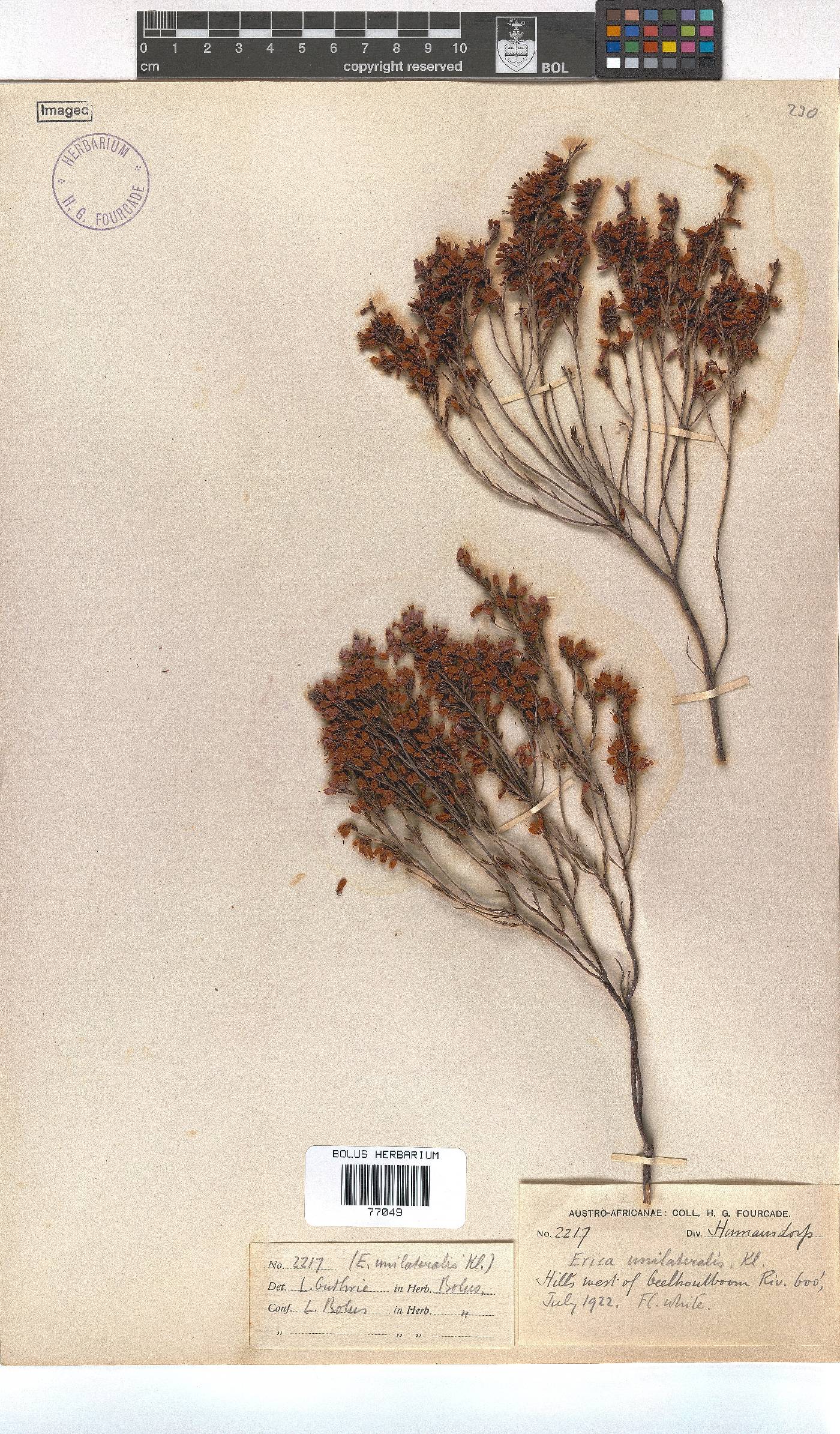 Erica unilateralis image