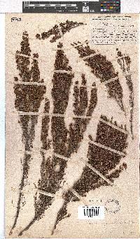 Erica granulosa image