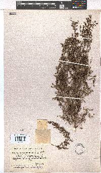 Erica inconstans image