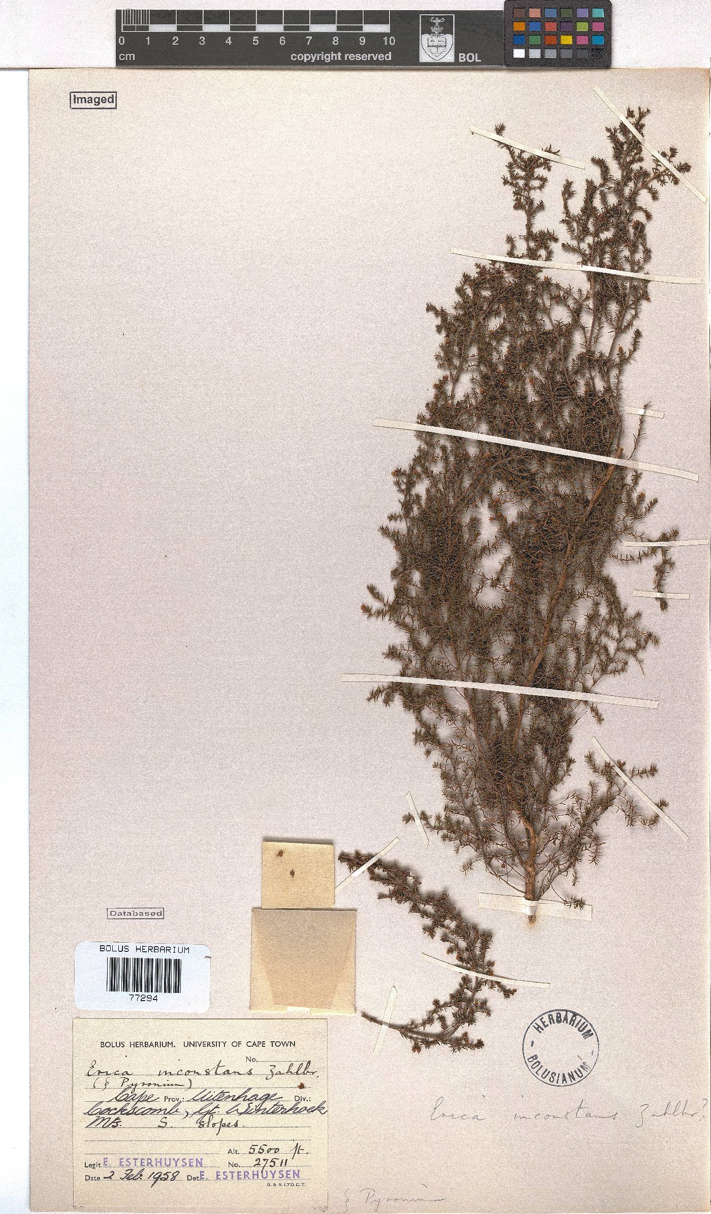 Erica inconstans image