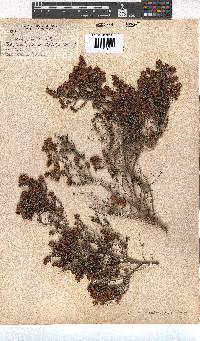 Erica scabriuscula image