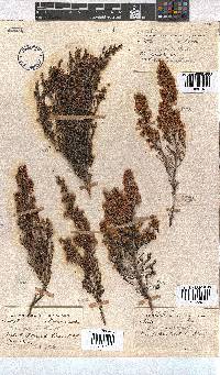 Erica gracilis image