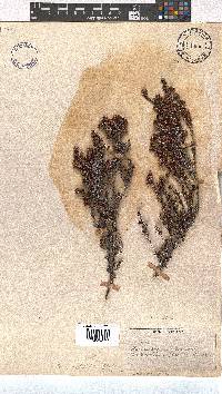 Erica umbelliflora image