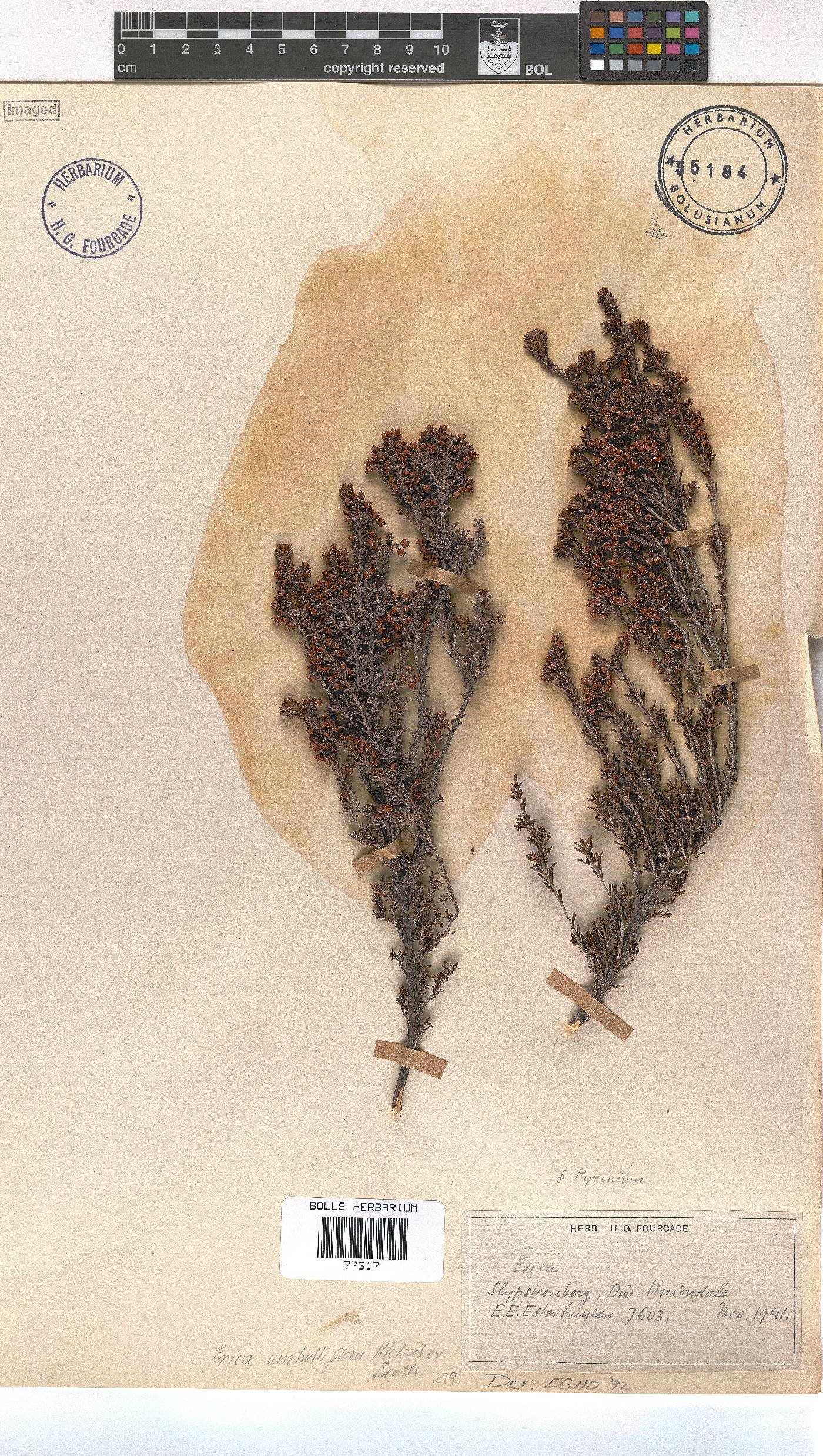 Erica umbelliflora image