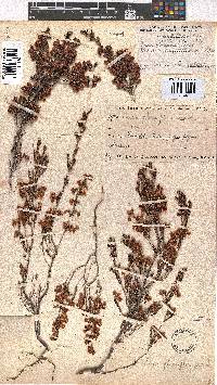 Erica glomiflora image