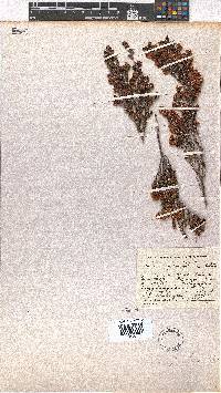 Erica glomiflora image