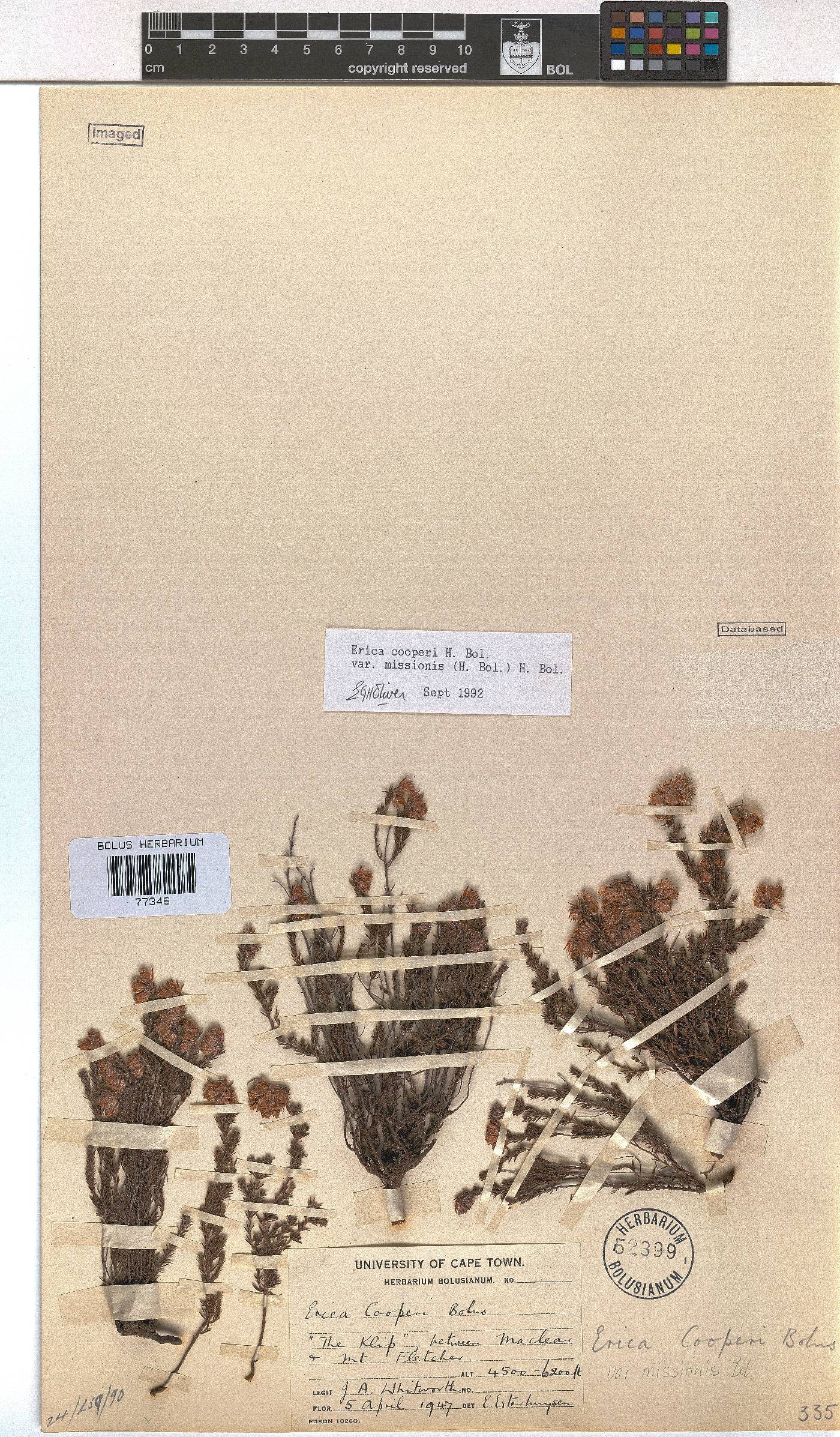 Erica cooperi var. missionis image