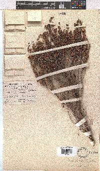 Erica glumiflora image