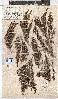 Erica accommodata var. subviscidula image