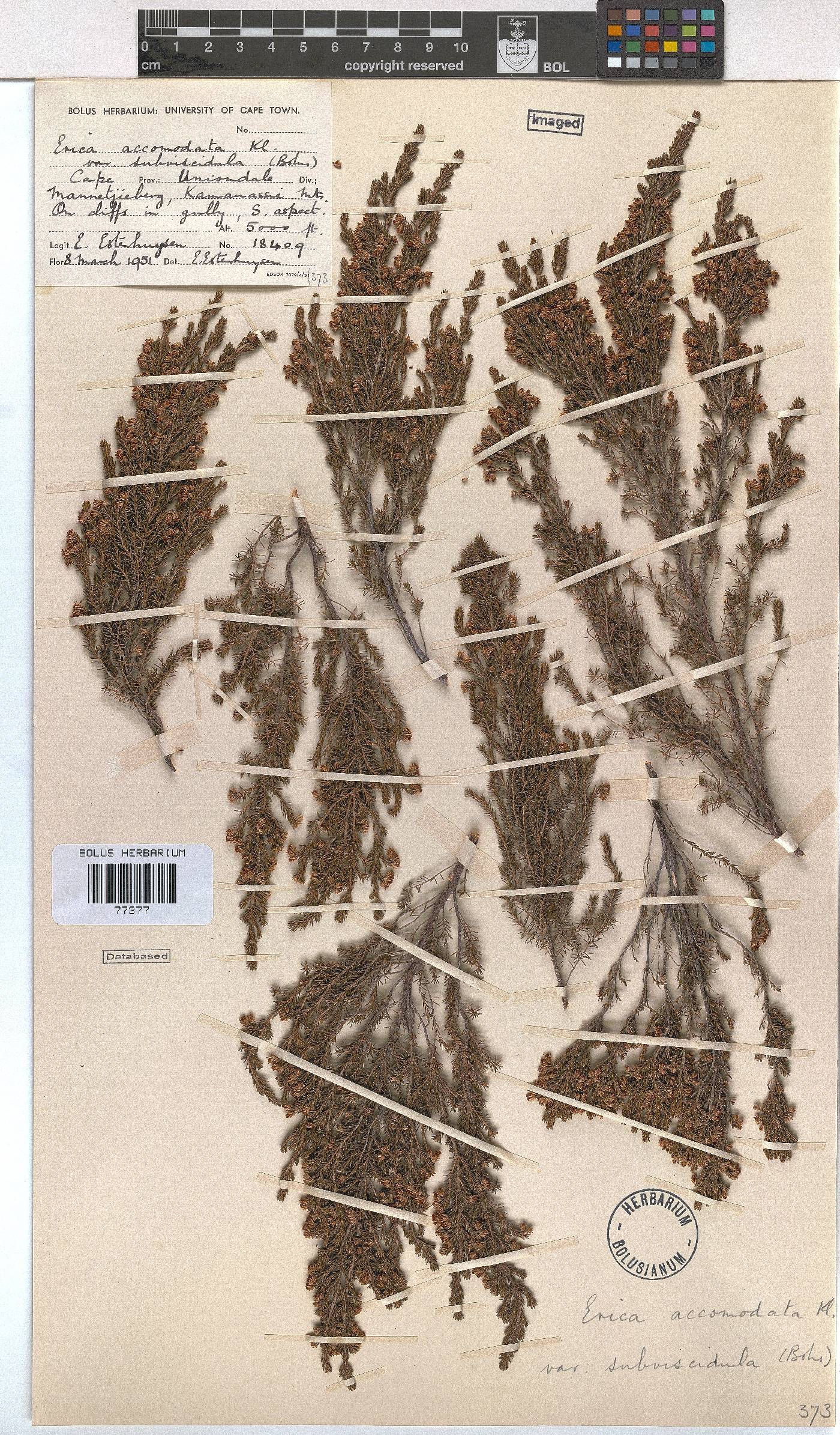 Erica accommodata var. subviscidula image