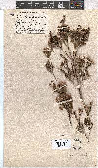 Erica brownleeae image