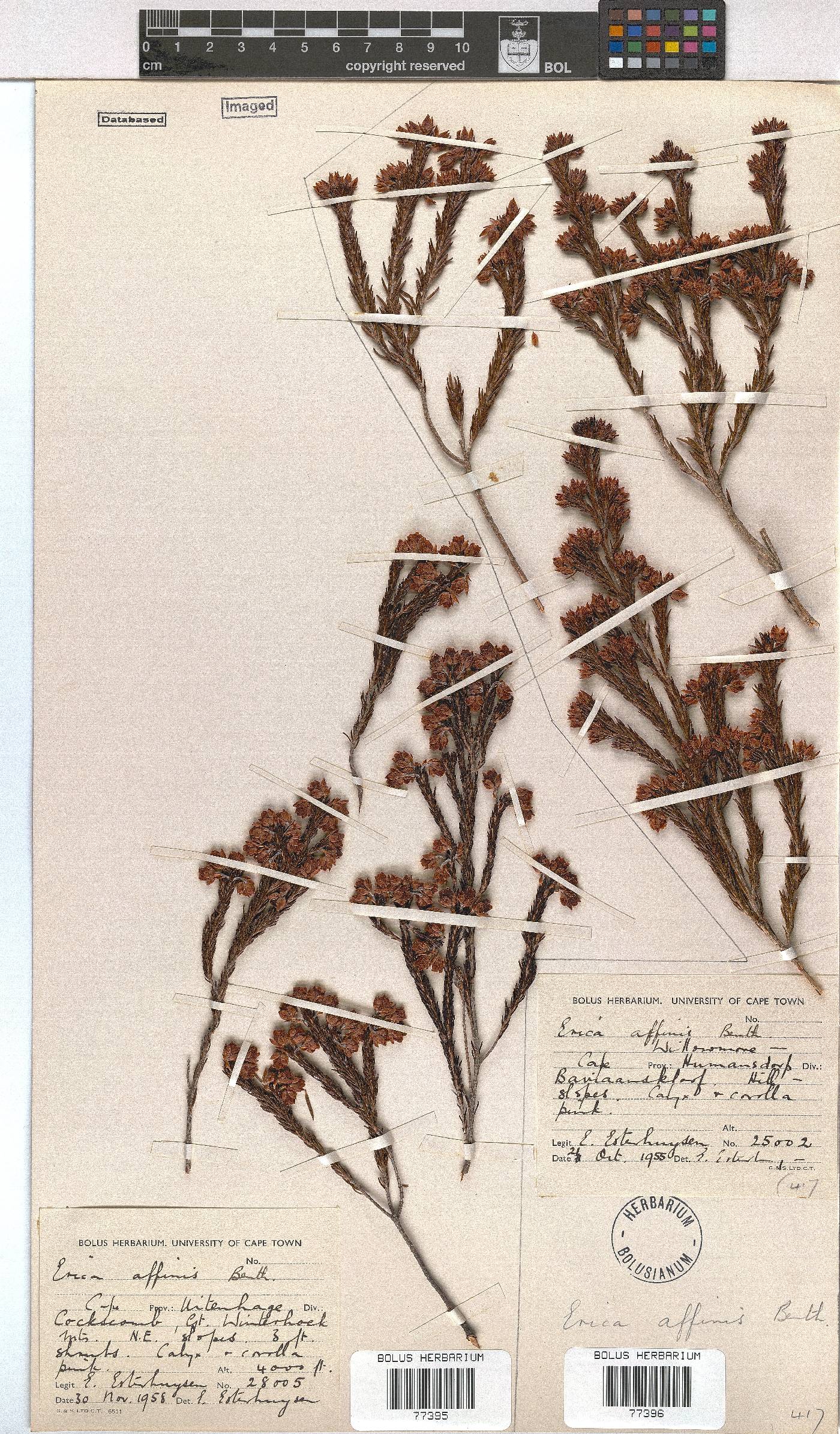 Erica affinis image