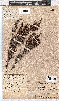 Erica nemorosa image