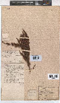 Erica nemorosa image