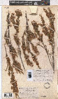 Erica calycina image