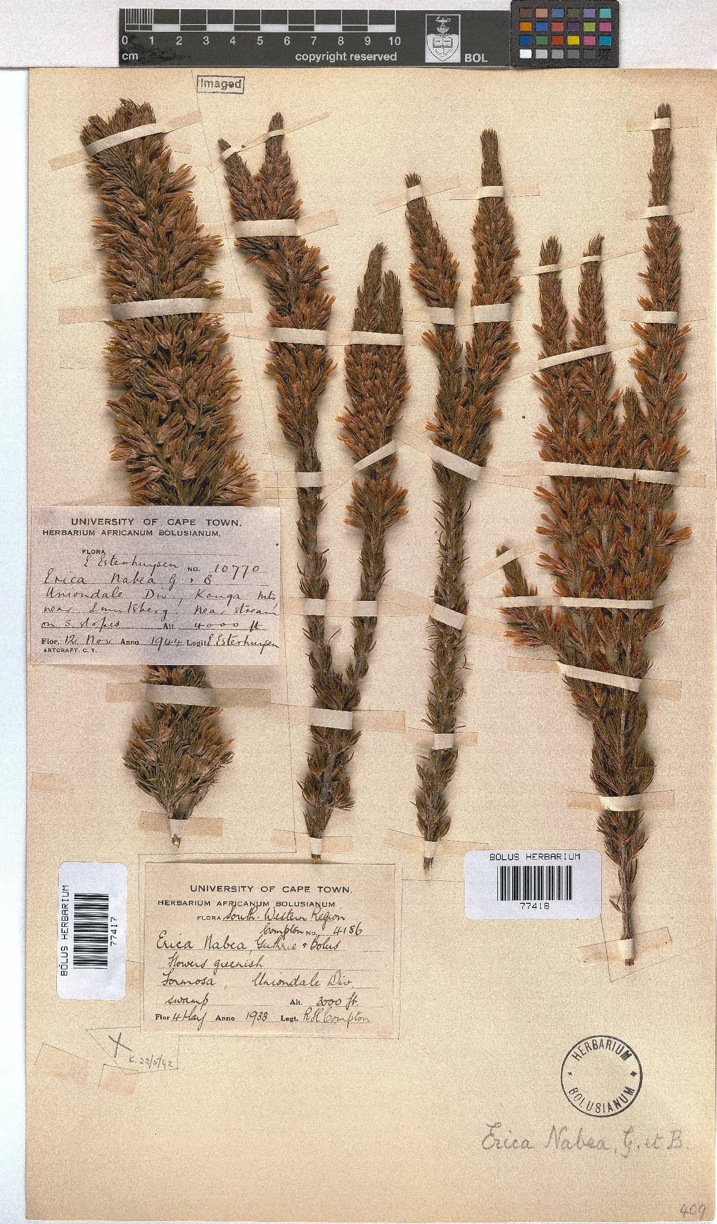 Erica nabea image