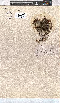 Erica humifusa image