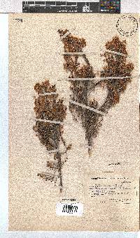 Erica newdigateae image