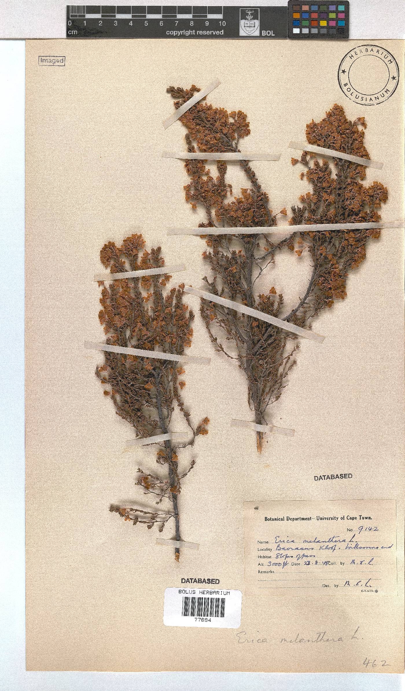 Erica newdigateae image