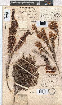 Erica chamissonis image