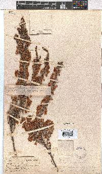 Erica newdigateae image