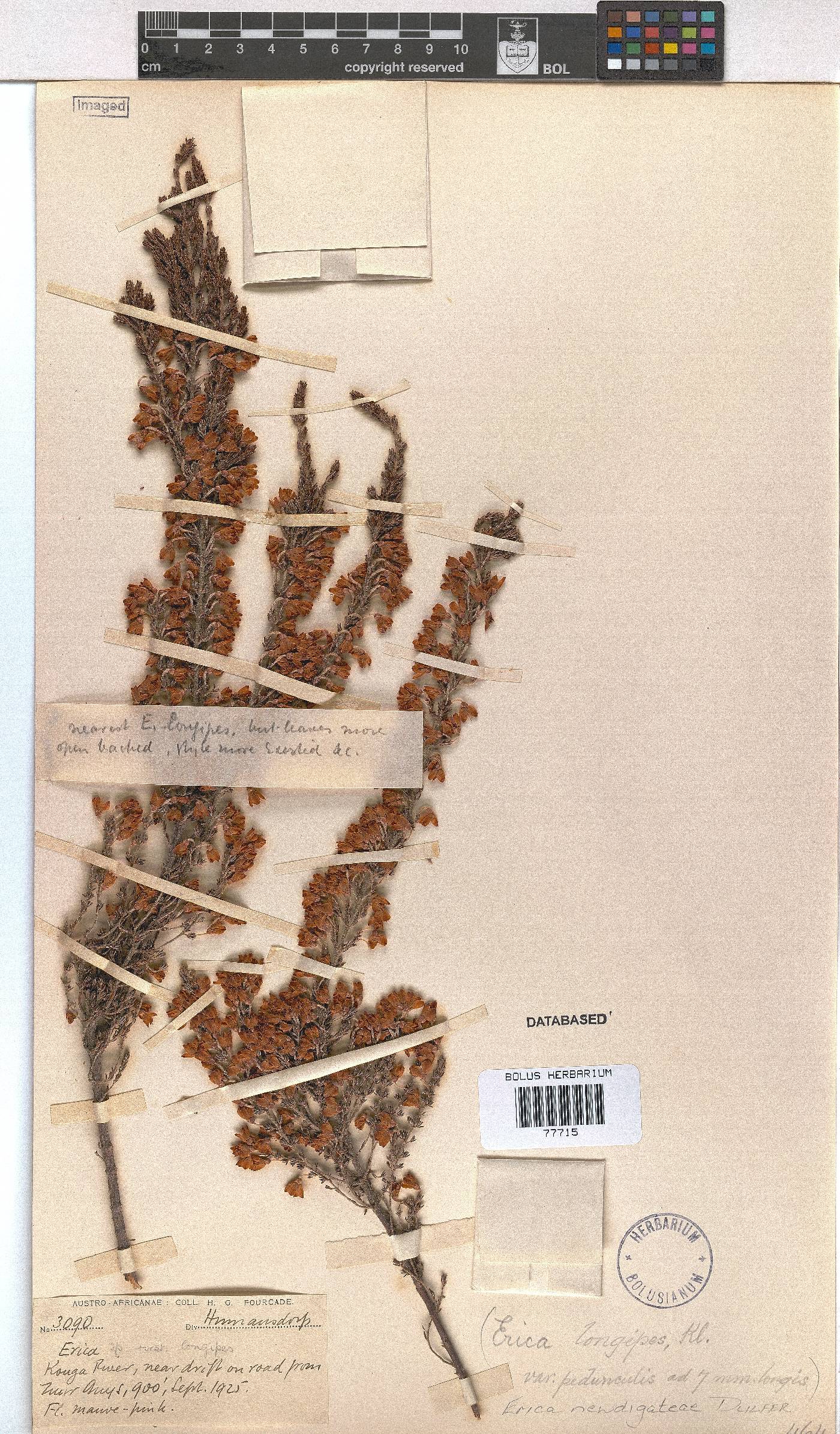 Erica newdigateae image