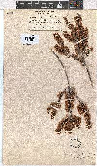 Erica newdigateae image