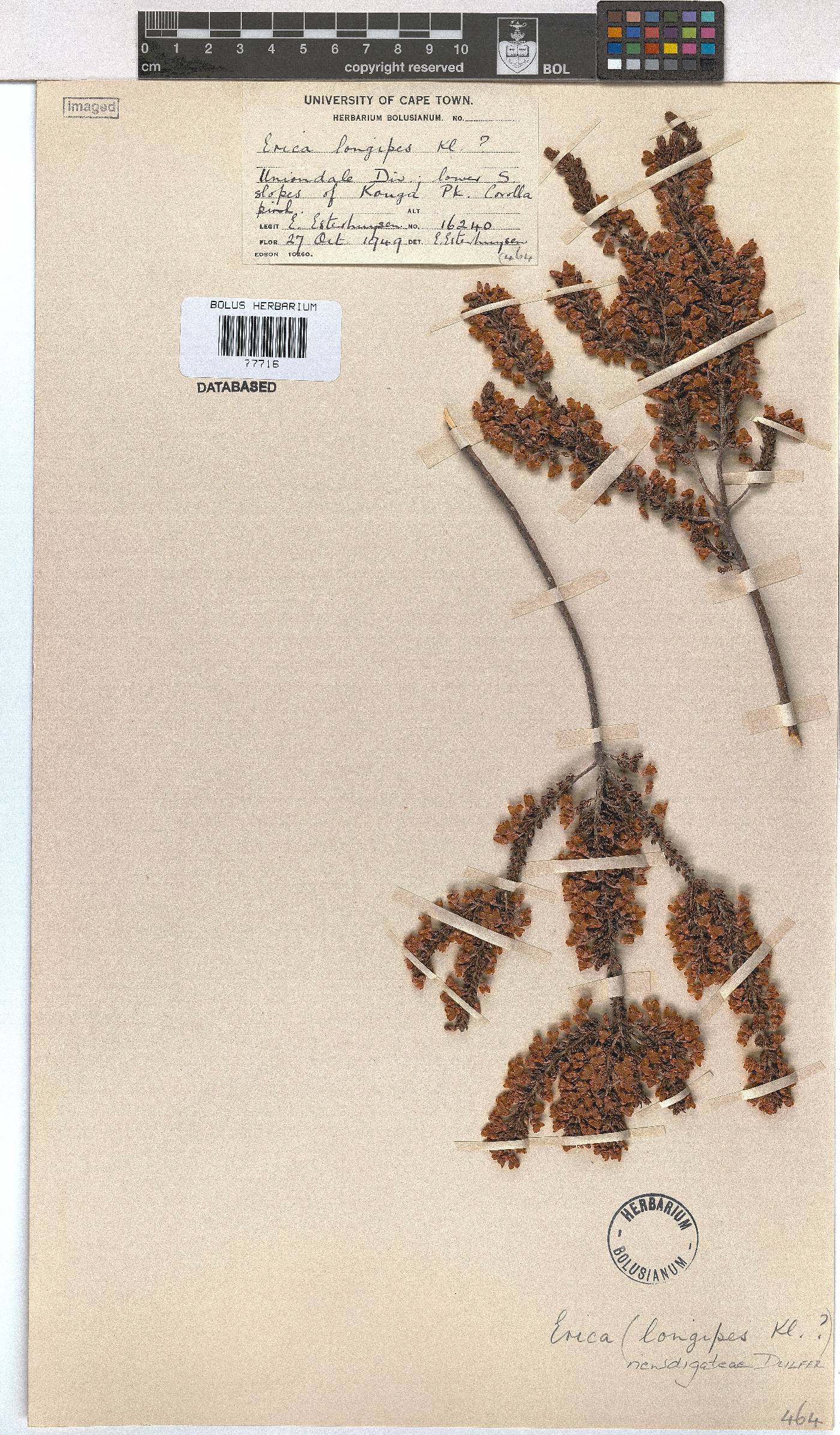 Erica newdigateae image