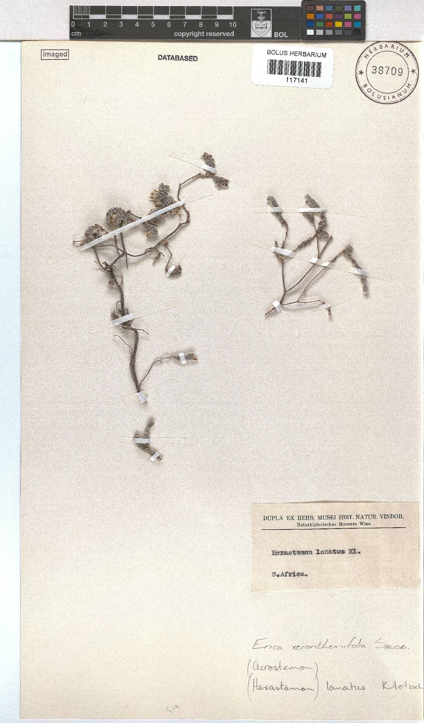 Erica xeranthemifolia image