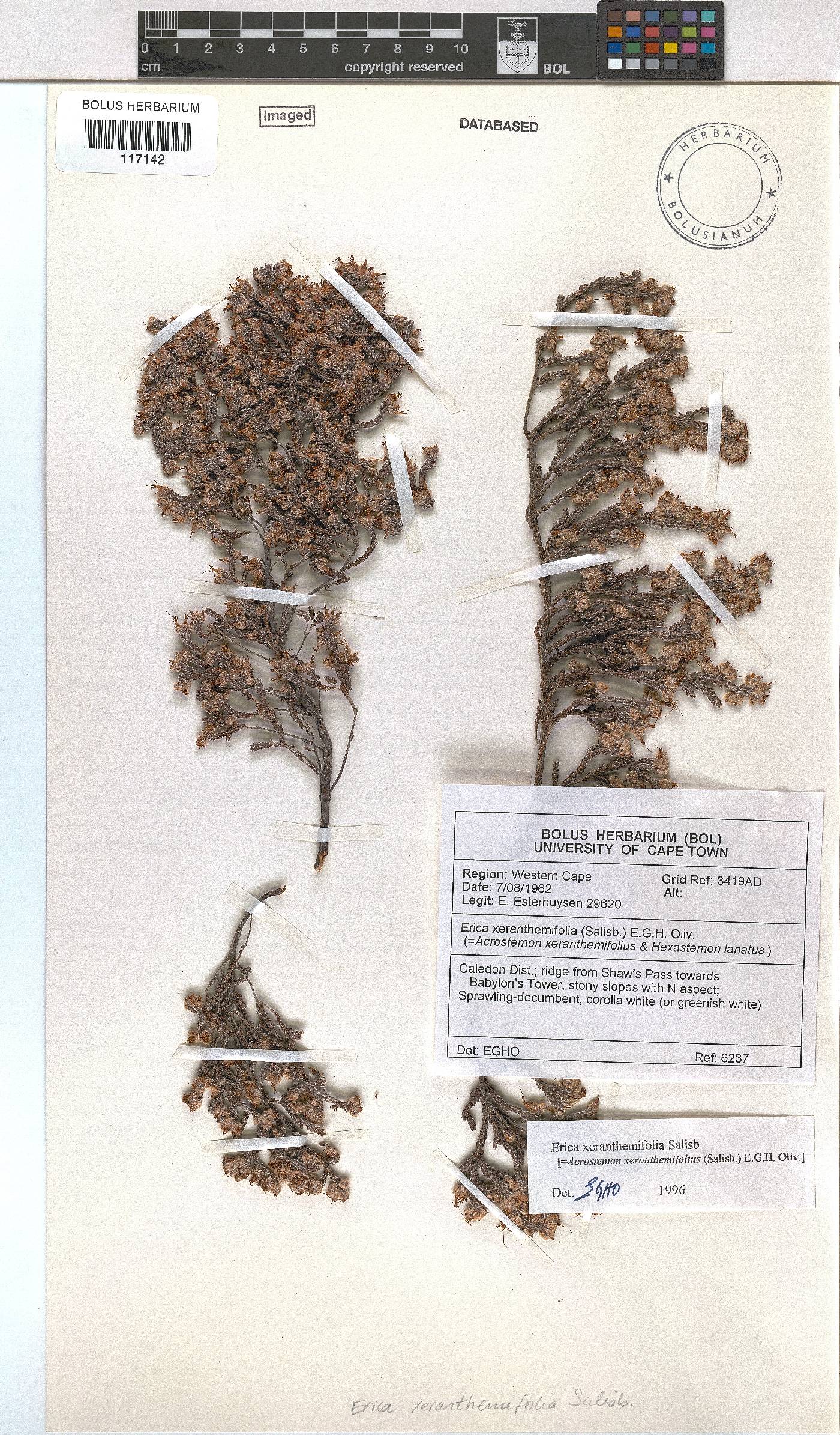 Erica xeranthemifolia image