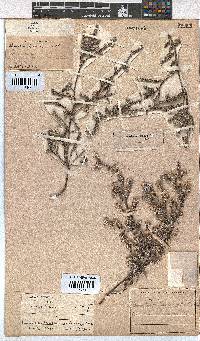 Erica xeranthemifolia image