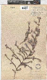 Erica xeranthemifolia image