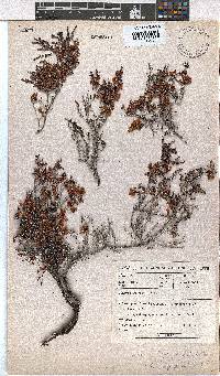 Erica platycalyx image