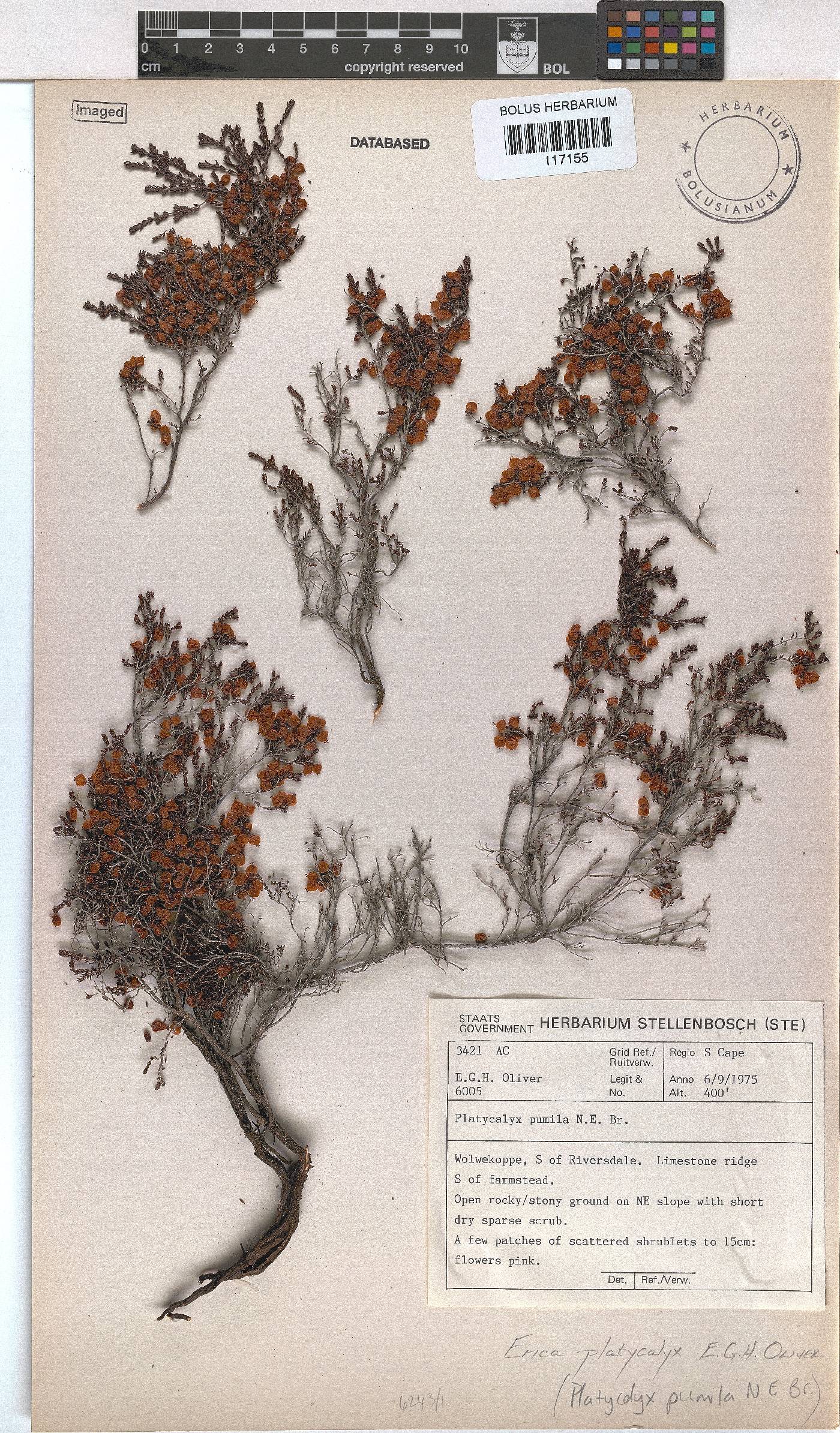 Erica platycalyx image