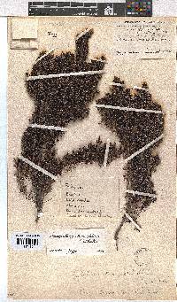 Erica stokoeanthus image