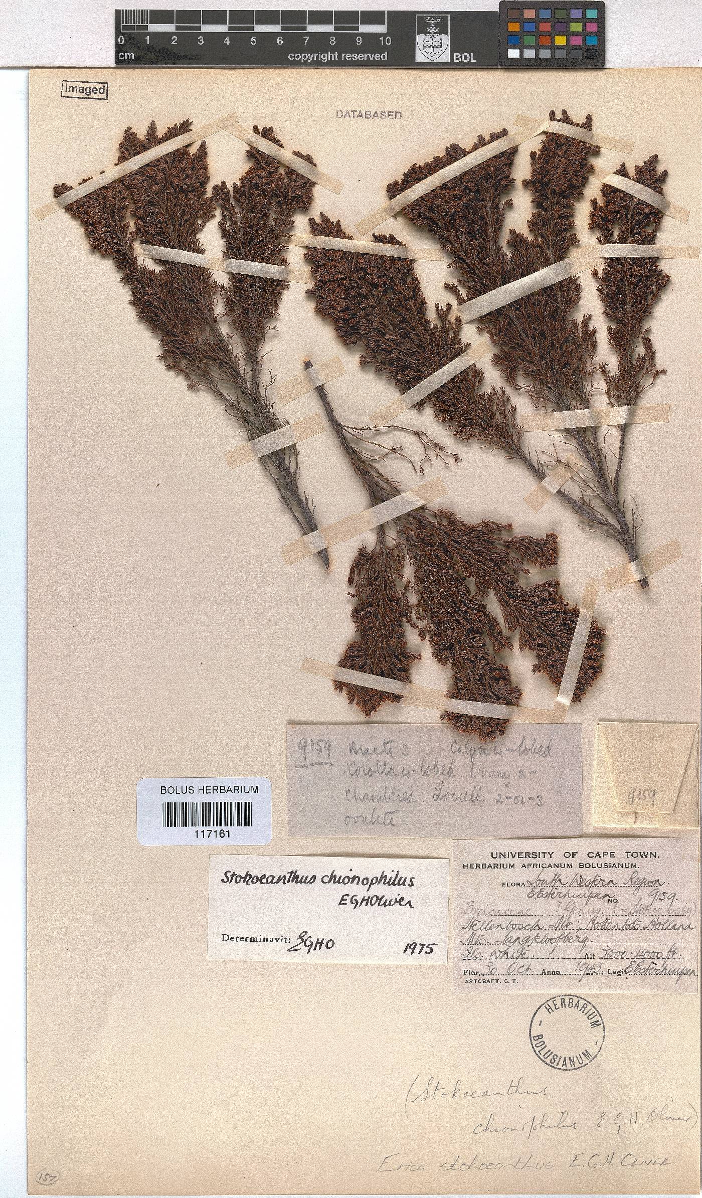 Erica stokoeanthus image