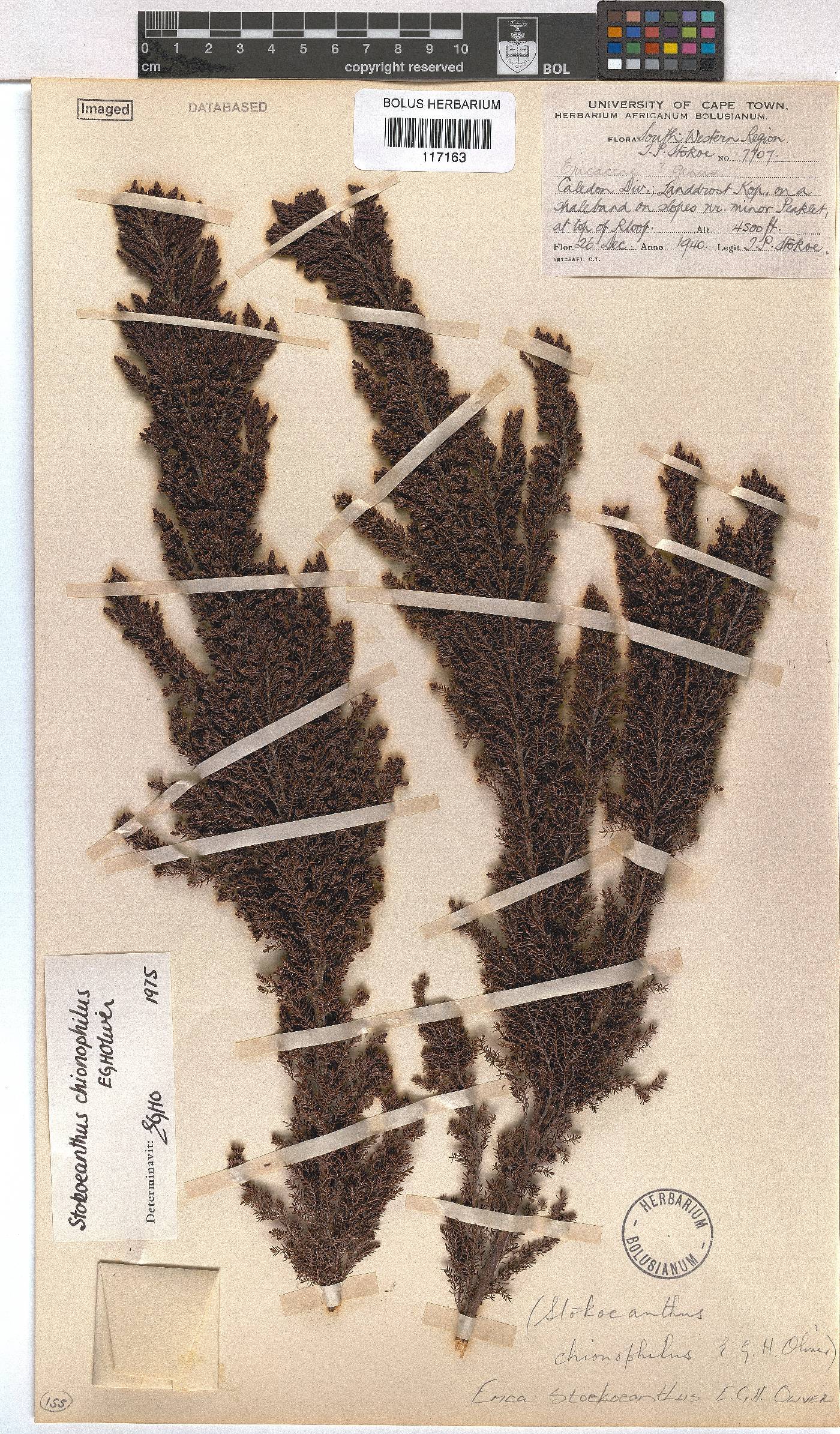 Erica stokoeanthus image