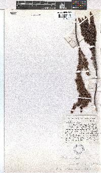 Erica stokoeanthus image