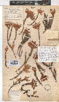 Erica alfredii image